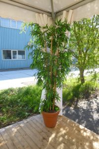 plantdecoratie bamboe