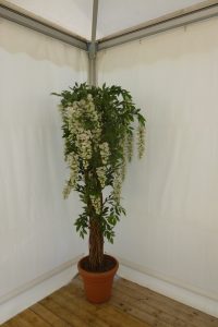 plantdecoratie bougainville geel